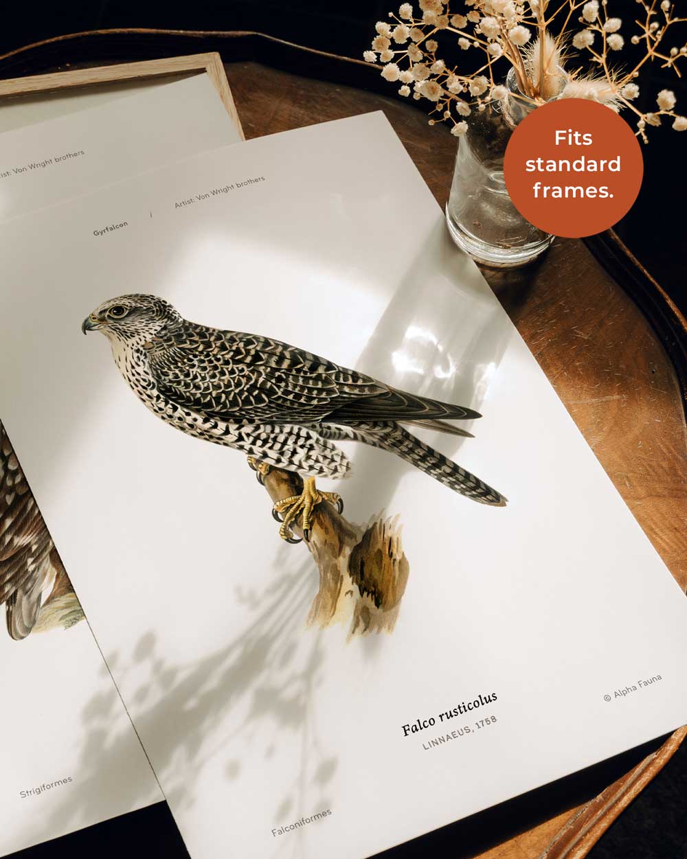 Gyrfalcon Art Print