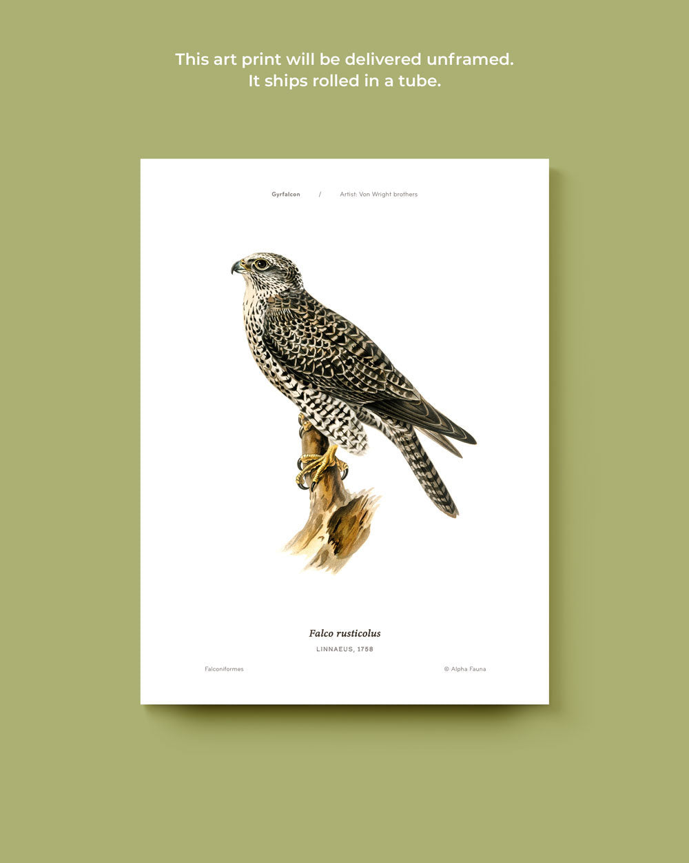 Gyrfalcon Art Print