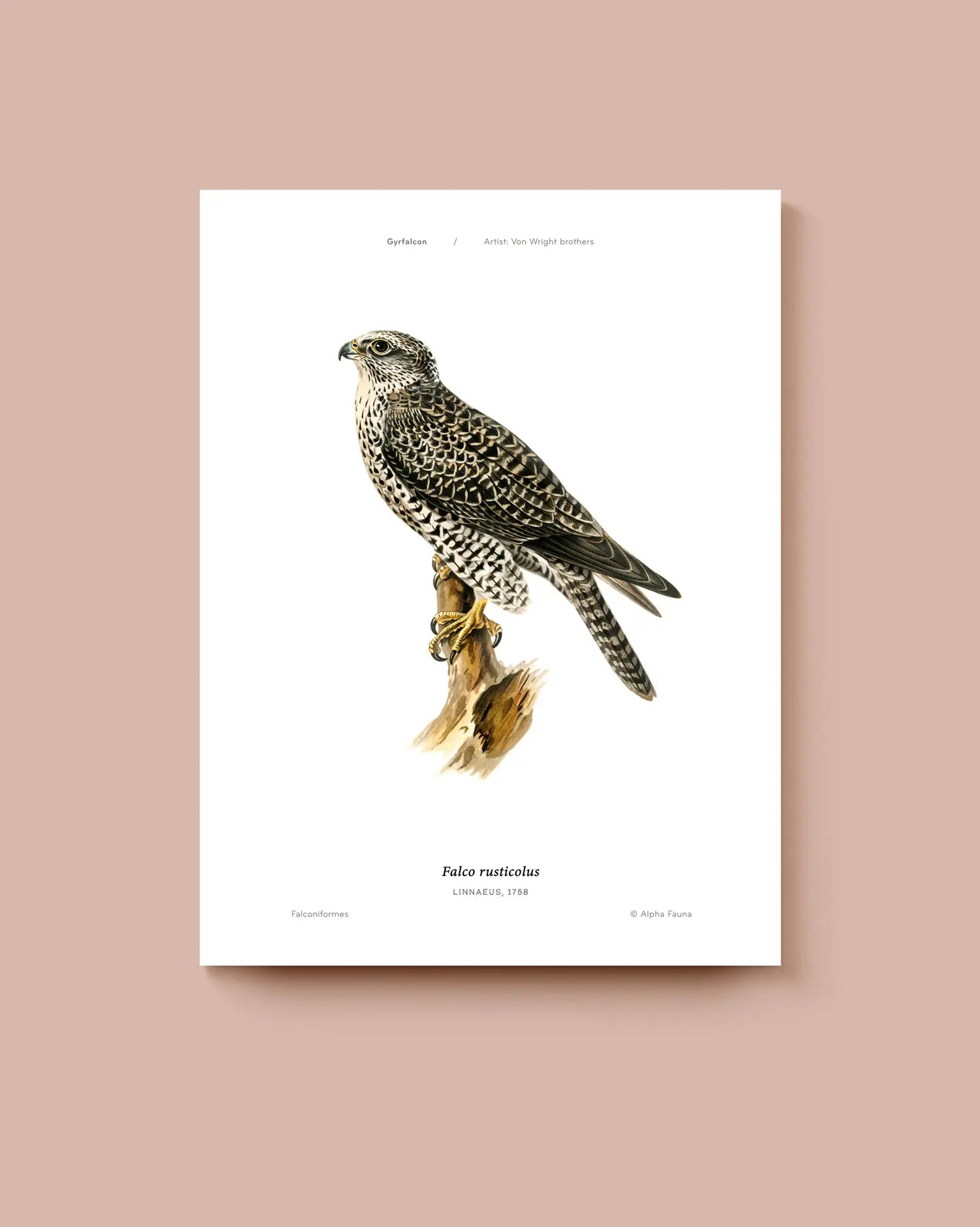 Art print of a gyrfalcon on a white background. * Unframed print