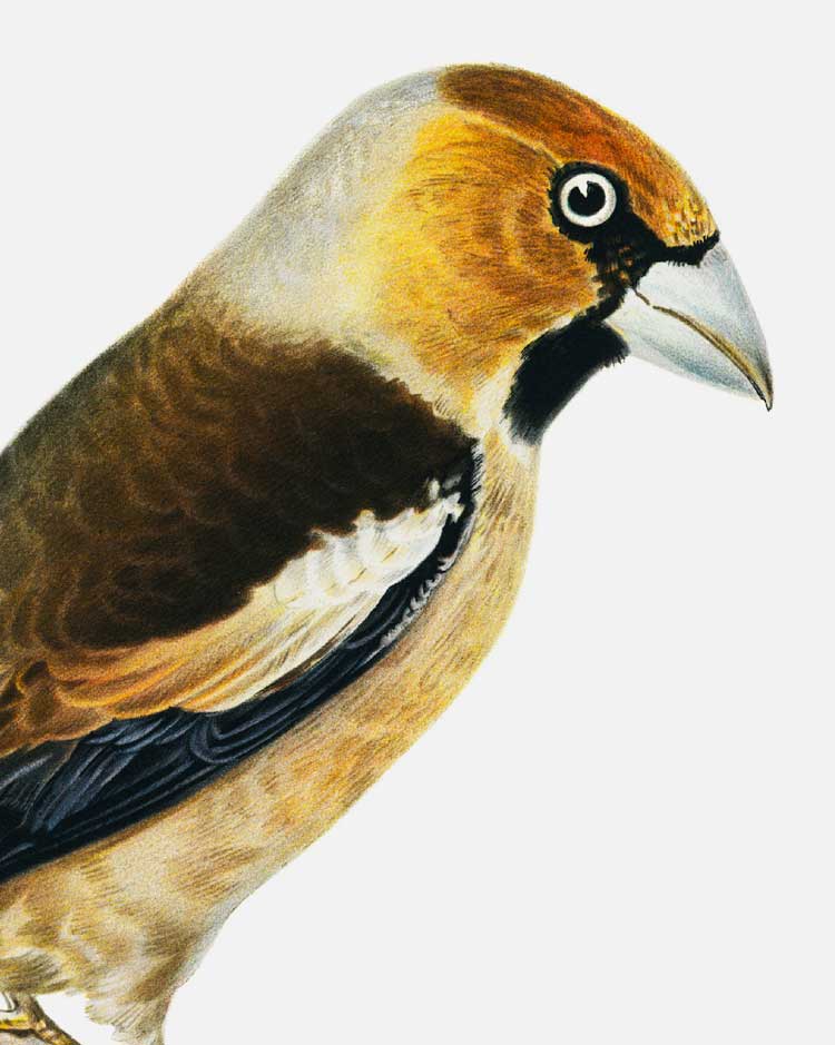 Hawfinch Art Print