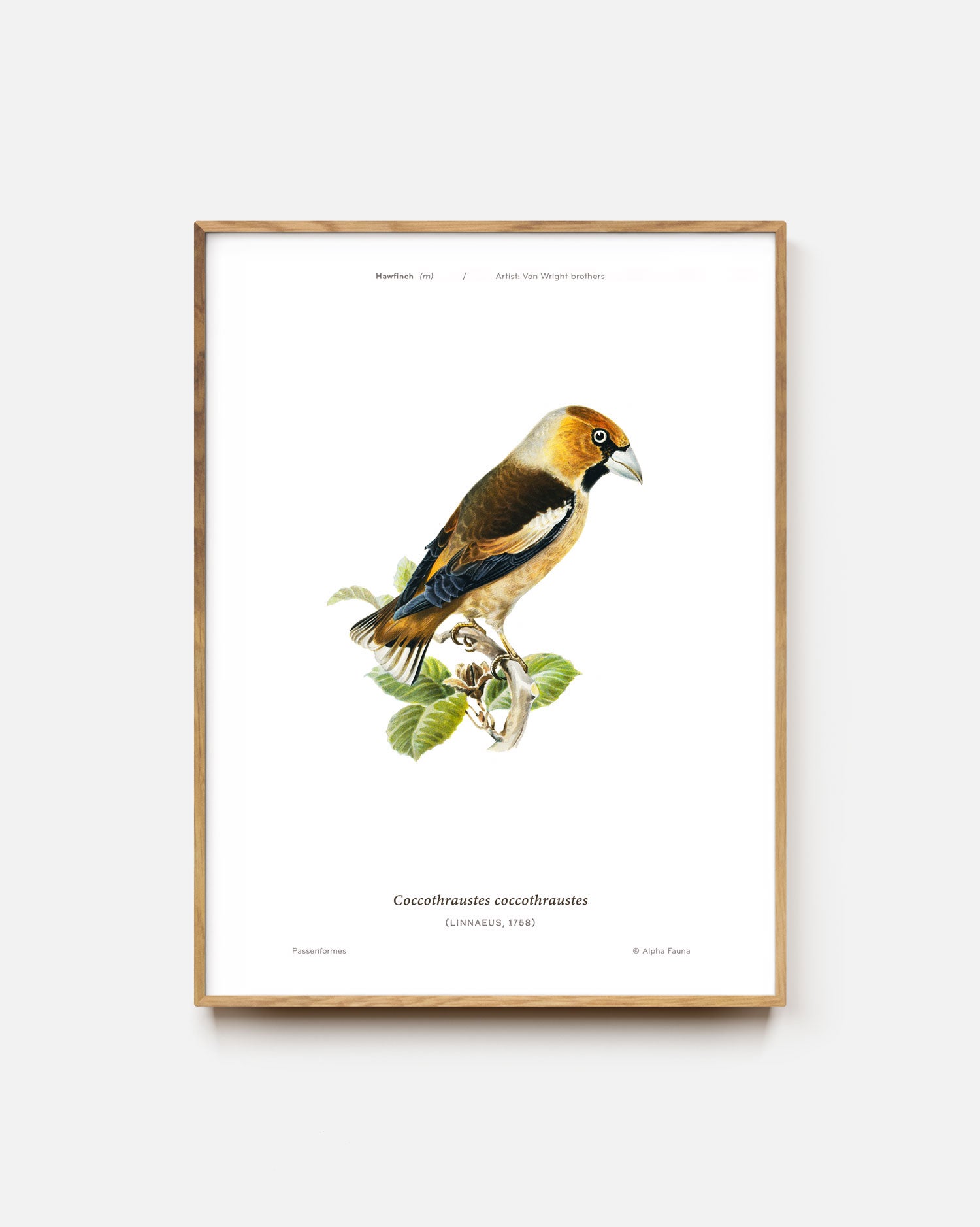 Hawfinch Art Print