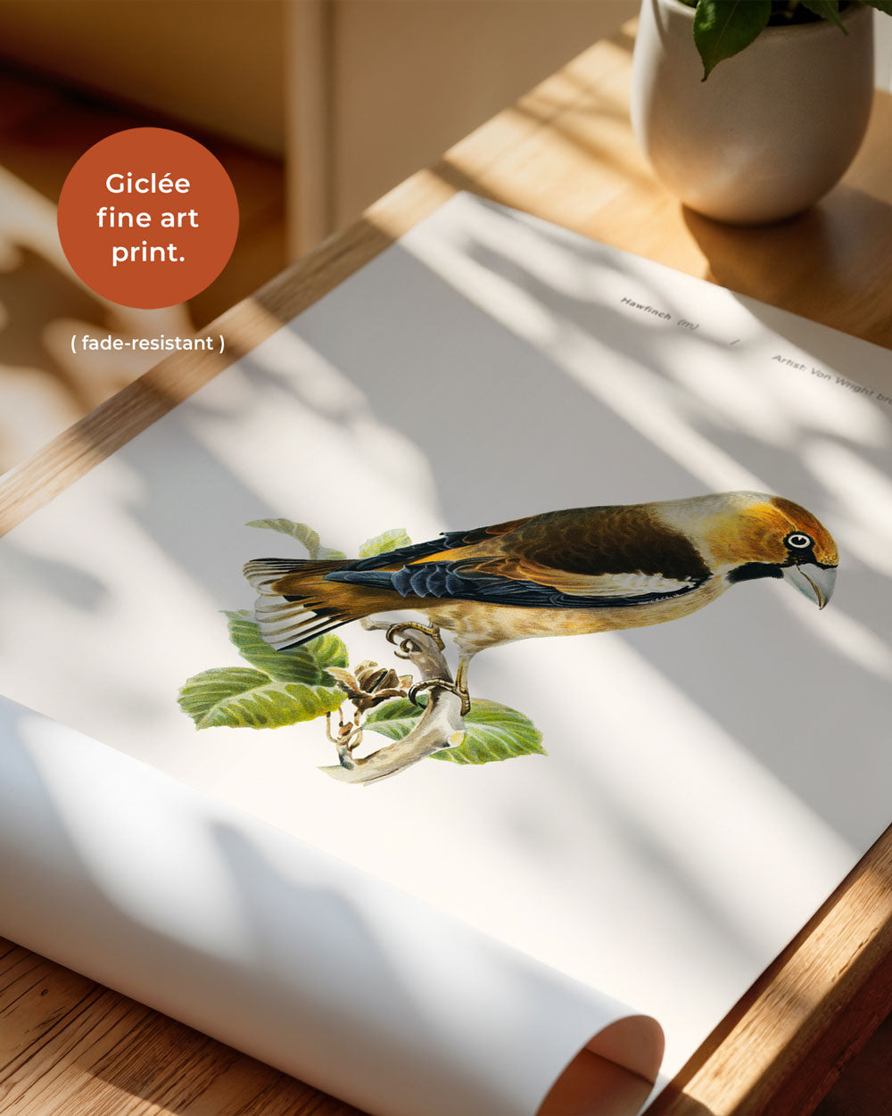 Hawfinch Art Print