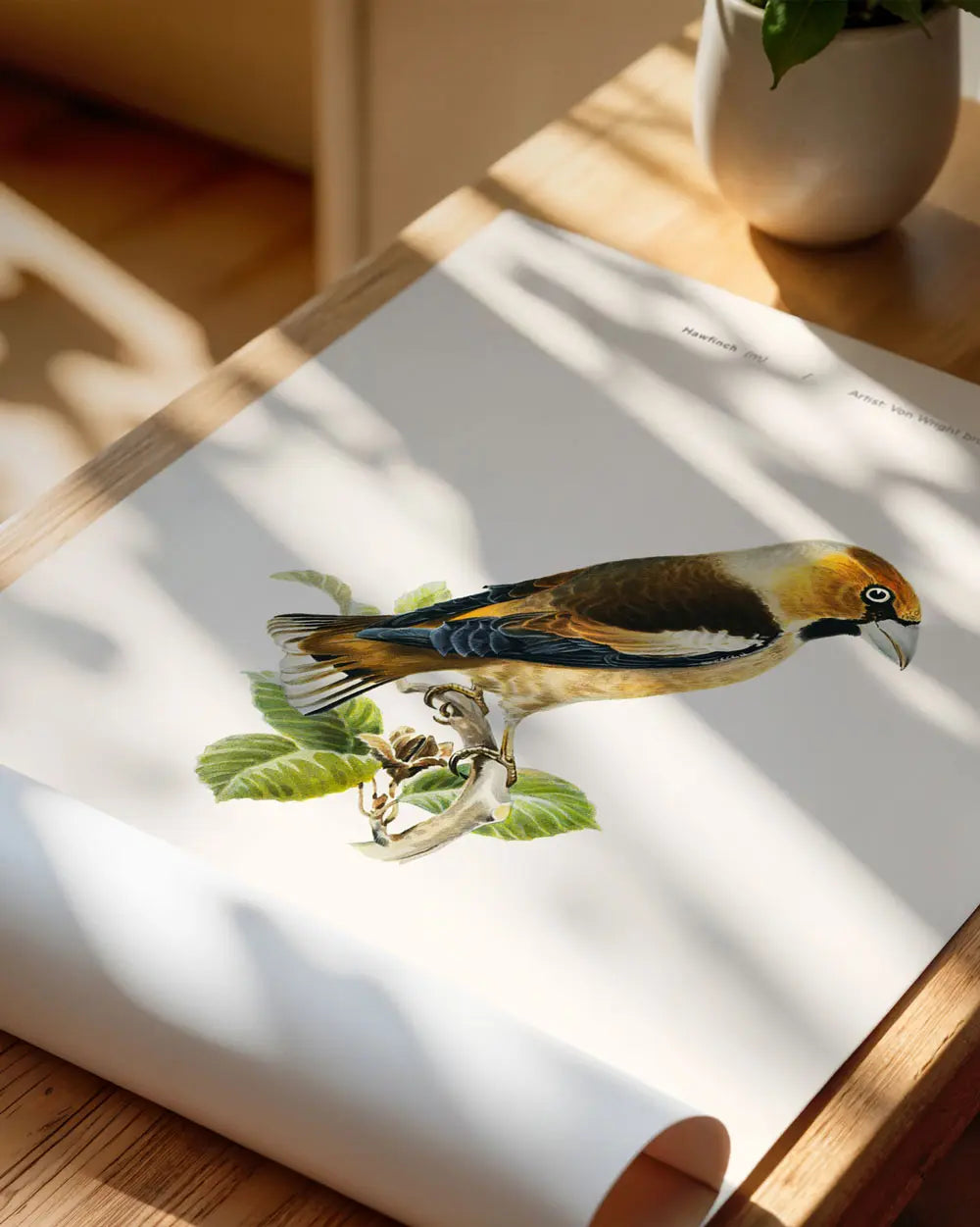 Hawfinch Art Print