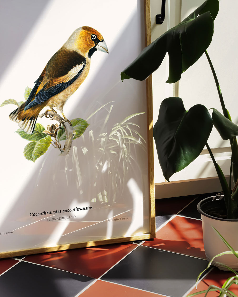 Hawfinch Art Print