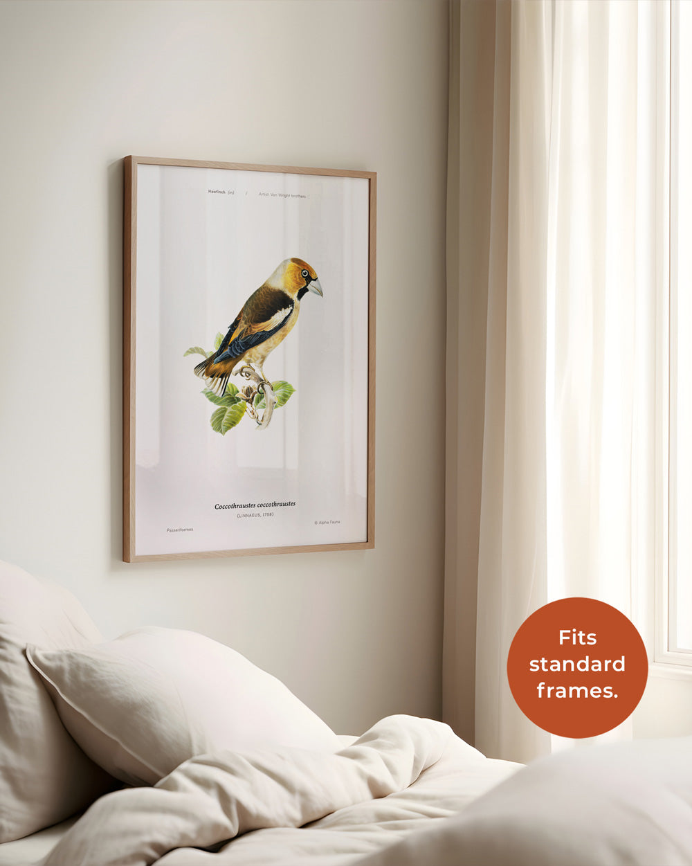 Hawfinch Art Print