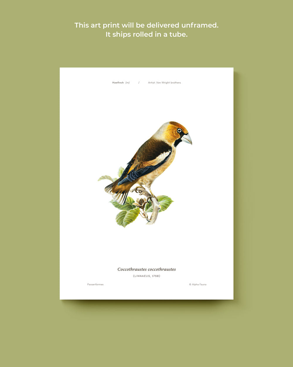 Hawfinch Art Print