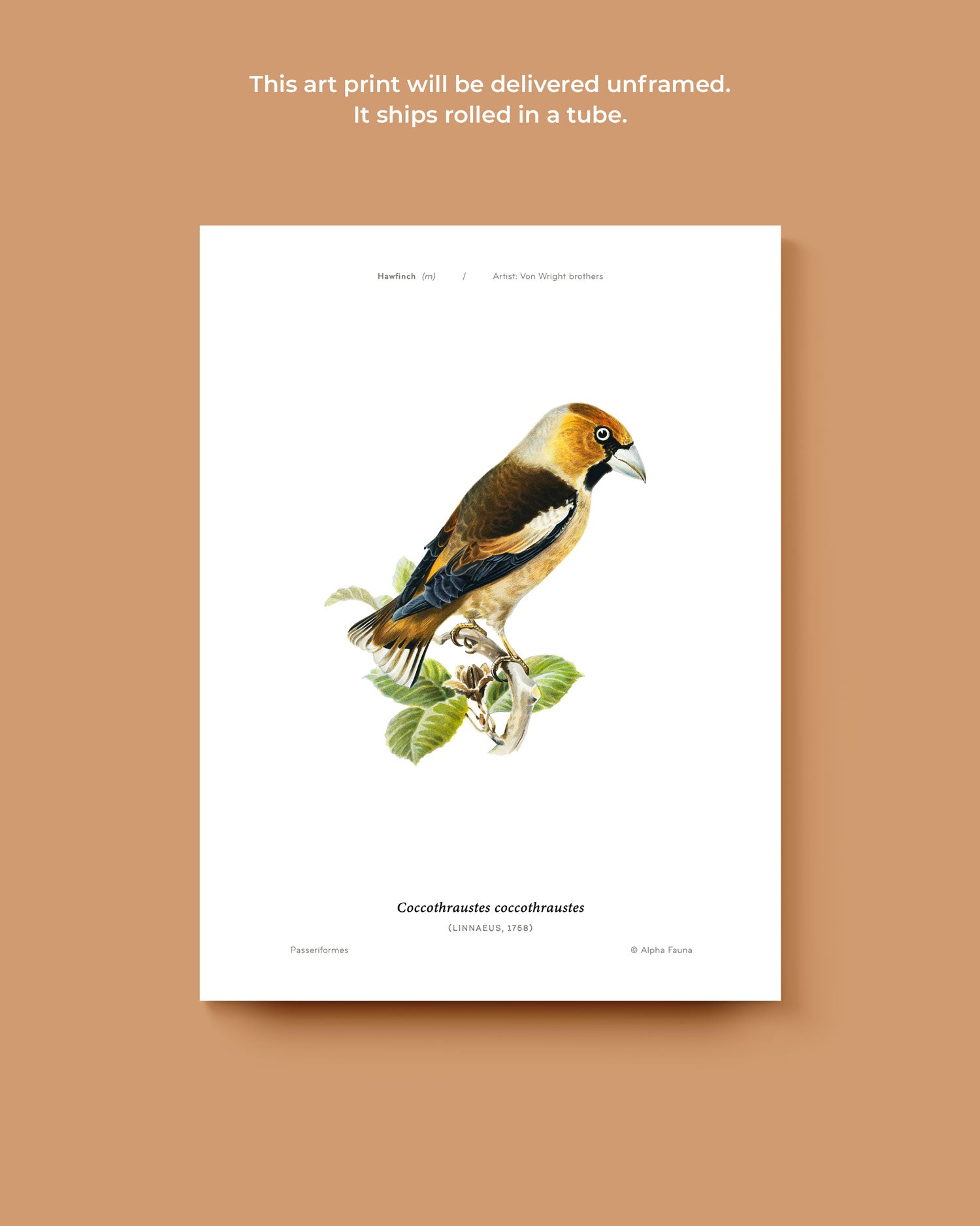 Hawfinch Art Print