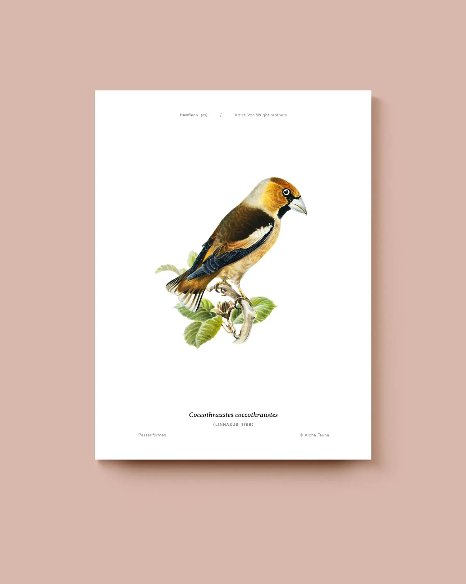 Art print of a hawfinch bird on a white background with text. * Unframed print
