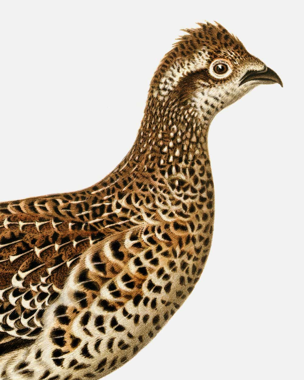 Hazel Grouse Art Print