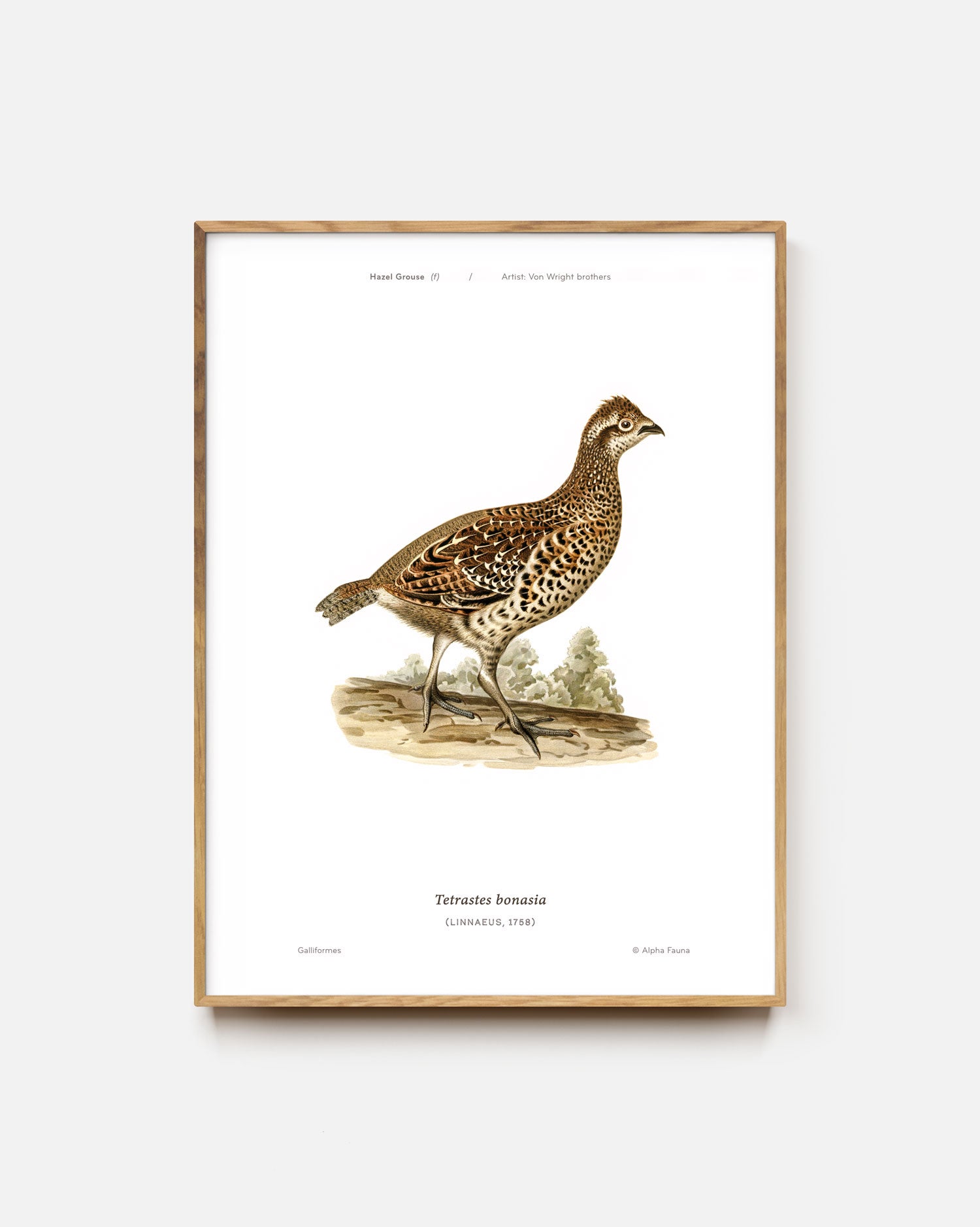 Hazel Grouse Art Print