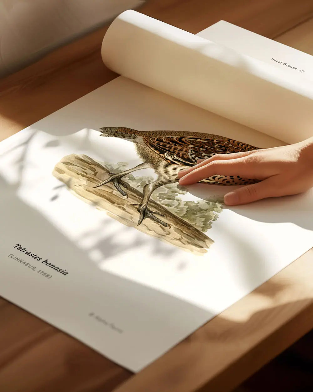 Hazel Grouse Art Print
