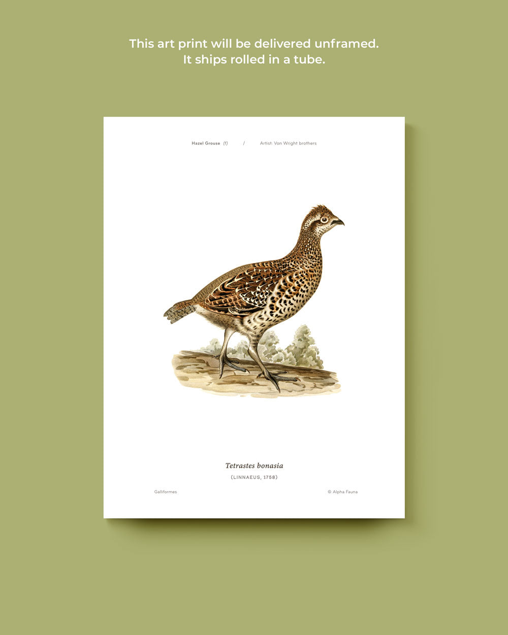 Hazel Grouse Art Print