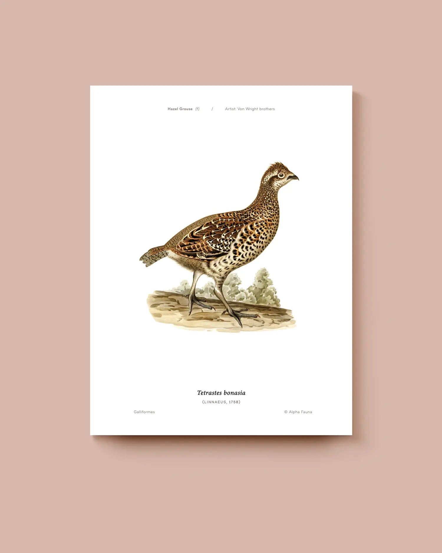 Art print of a hazel grouse bird illustration on a white background. * Unframed print
