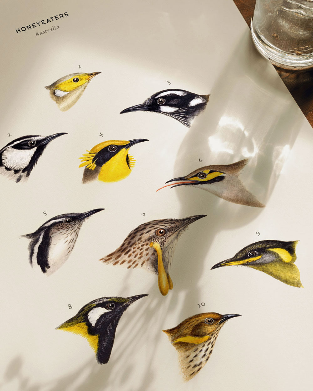 Honeyeaters Of Australia Art Print