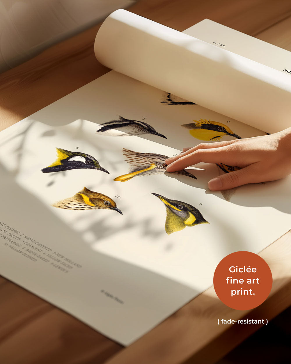 Honeyeaters Of Australia Art Print