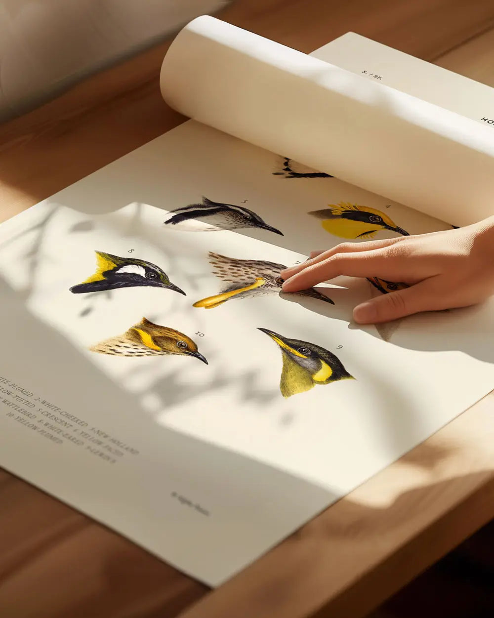 Honeyeaters of Australia Art Print