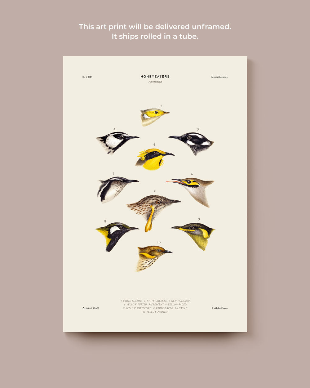 Honeyeaters Of Australia Art Print