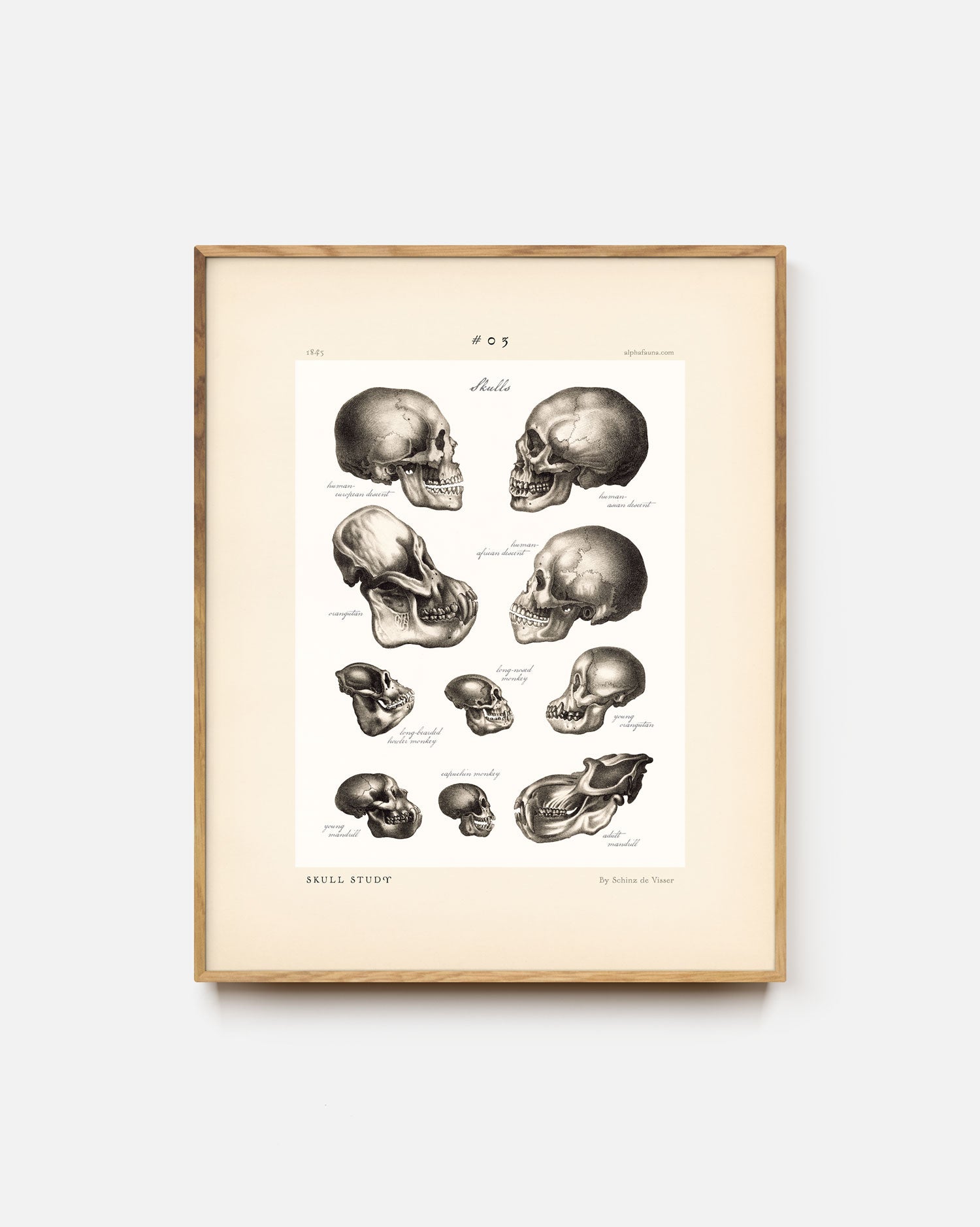 Skull Study #03 Art Print