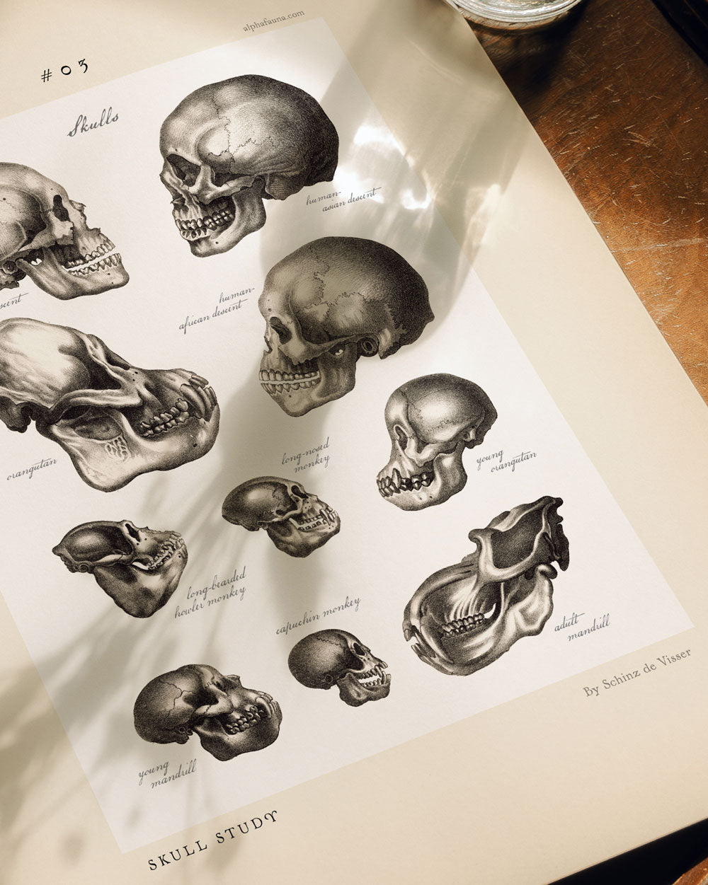 Skull Study #03 Art Print