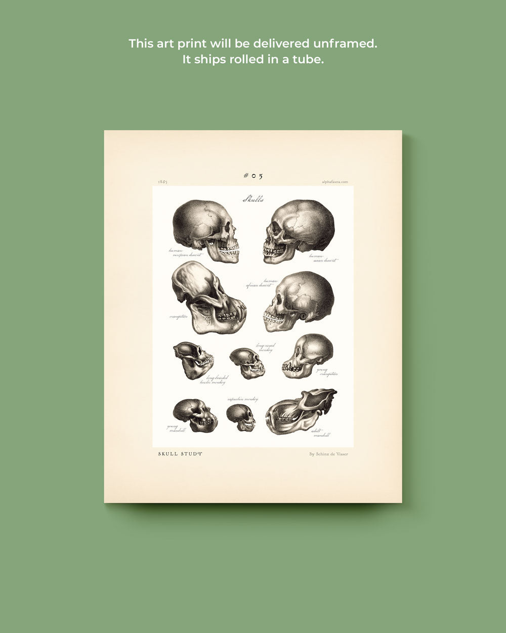 Skull Study #03 Art Print