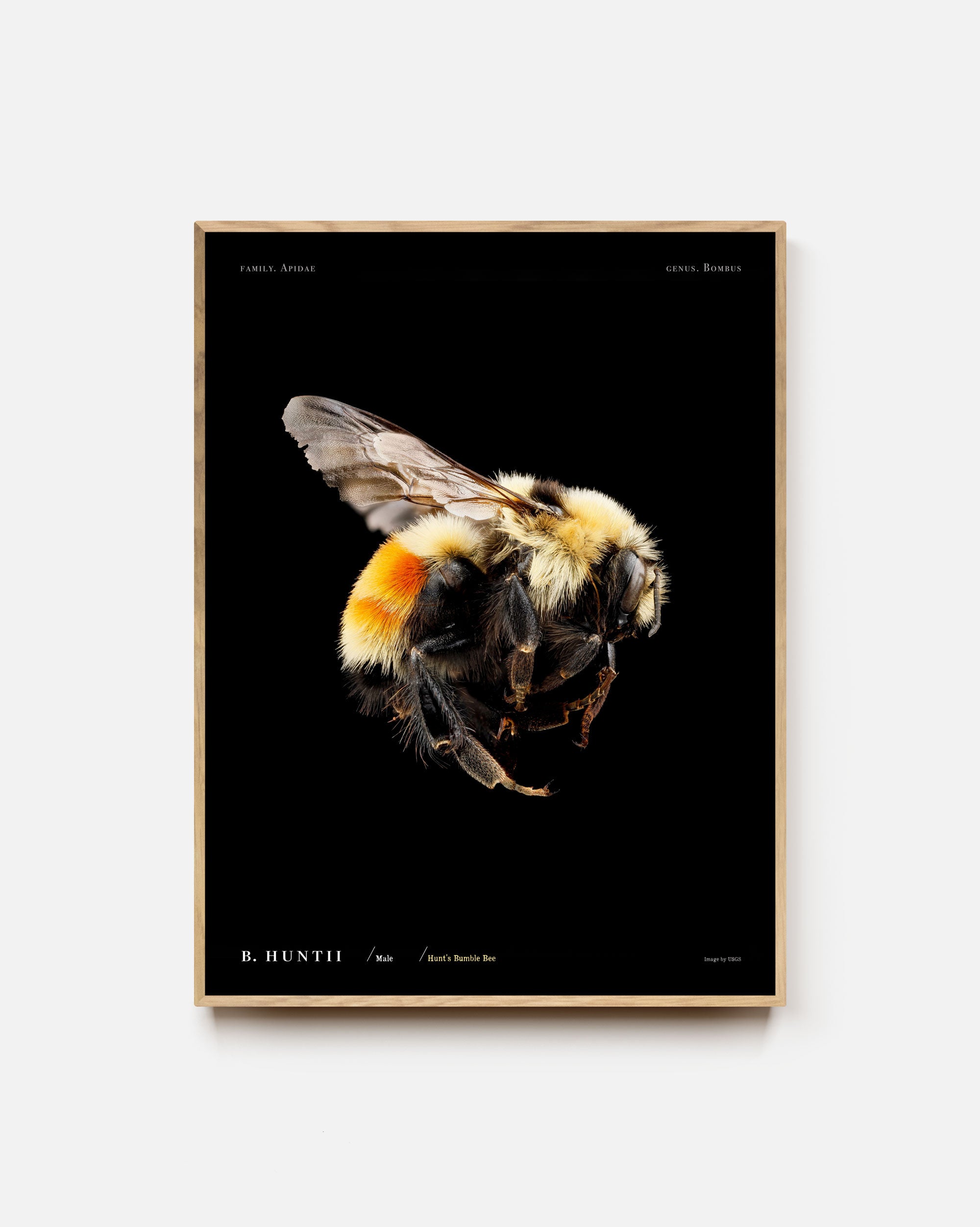 Hunt's Bumble Bee Art Print