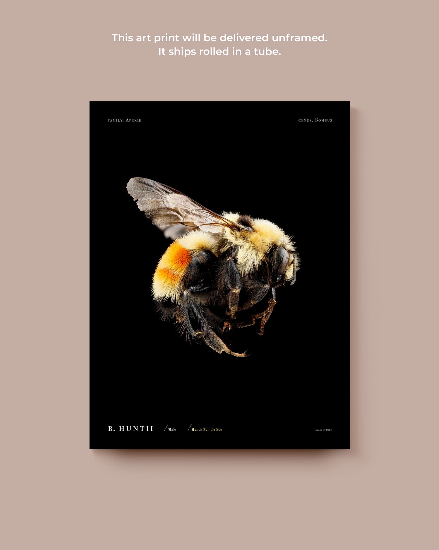 Hunt's Bumble Bee Art Print