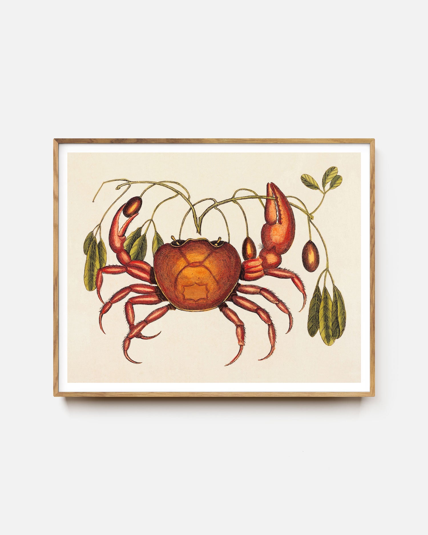 The Land Crab Art Print