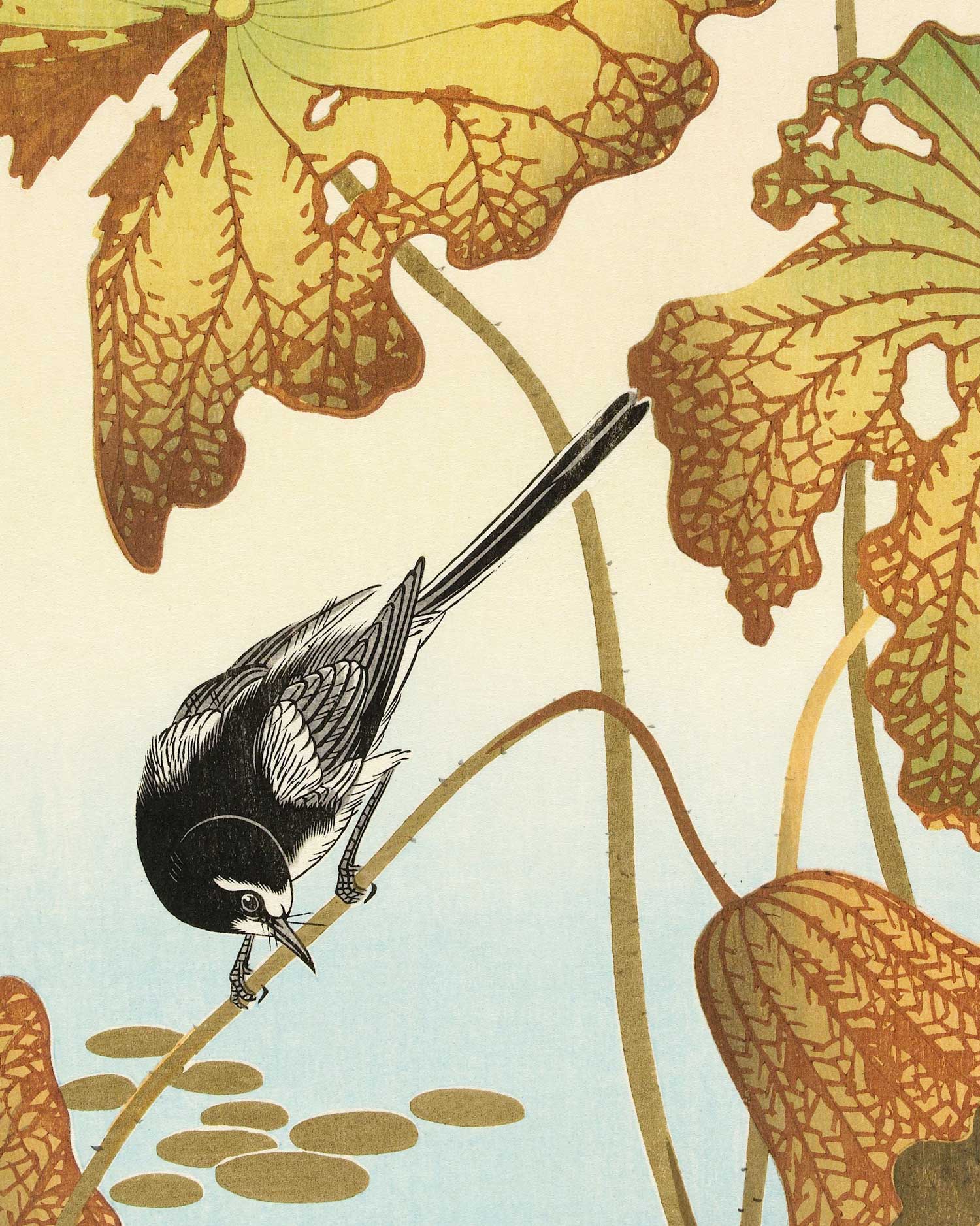 Little Wagtail Art Print