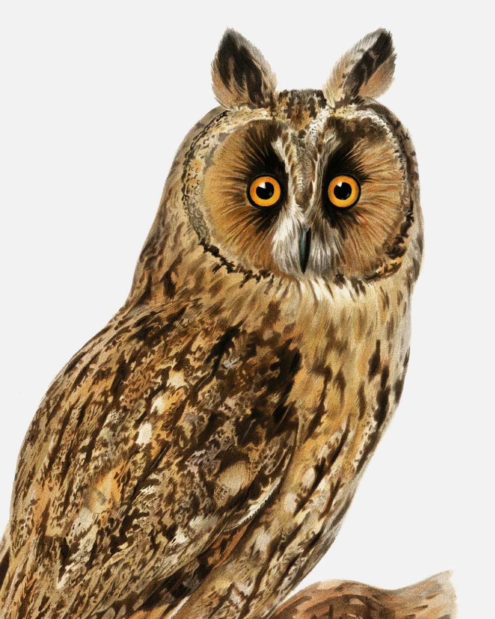 Long-Eared Owl Art Print