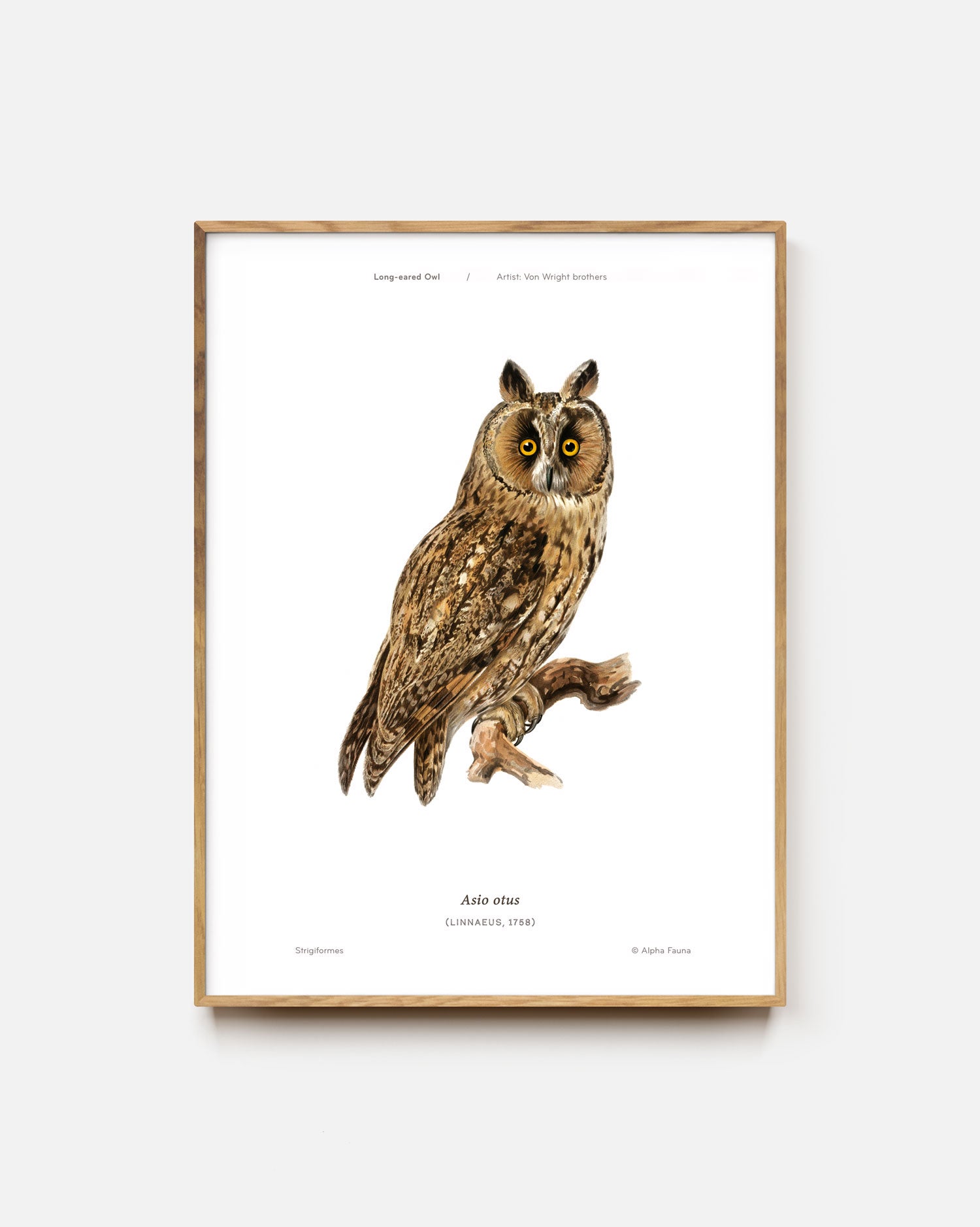 Long-Eared Owl Art Print