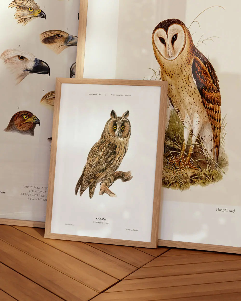 Long-Eared Owl Art Print