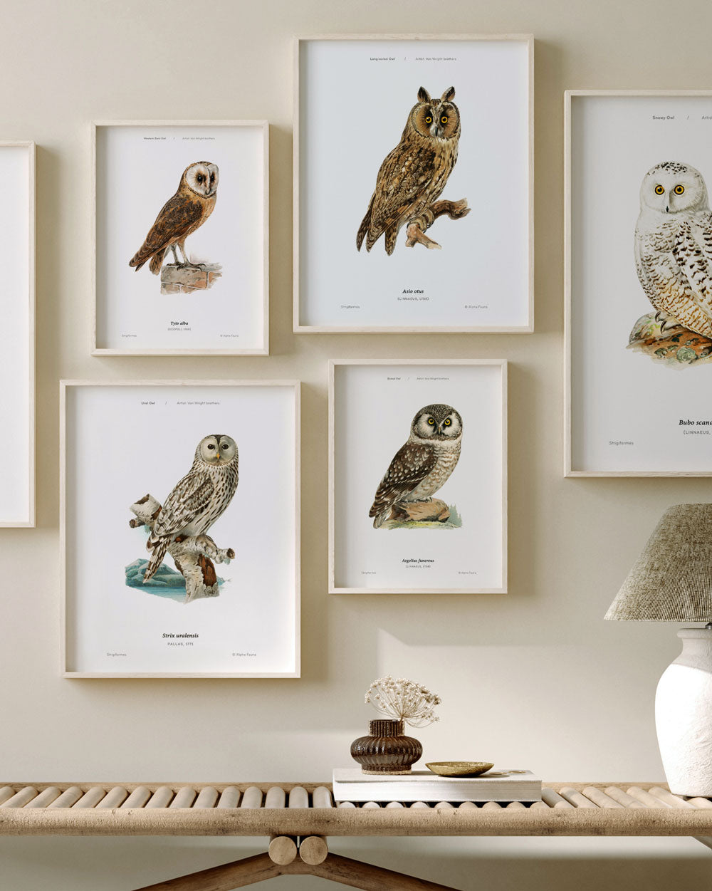Long-Eared Owl Art Print