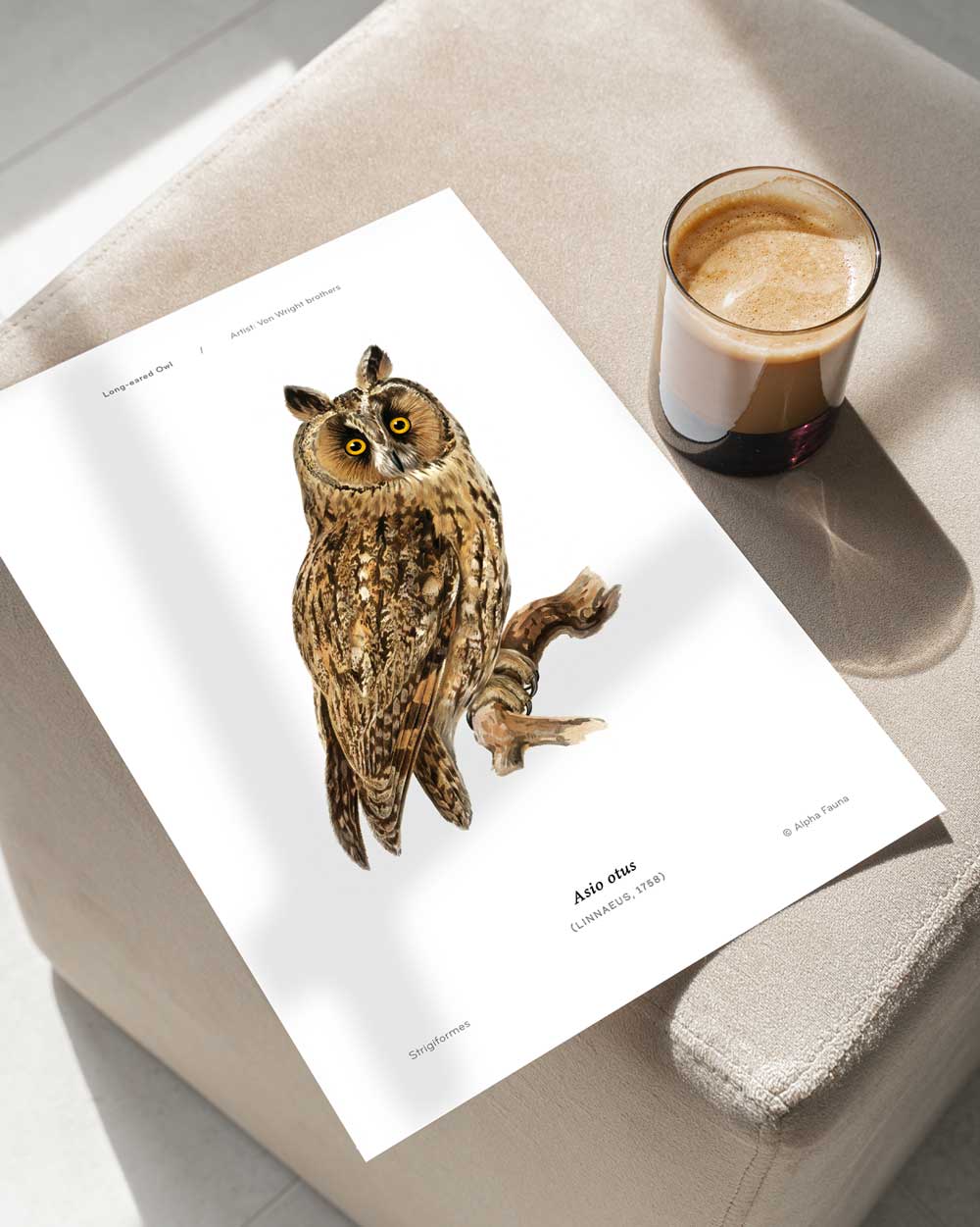 Long-Eared Owl Art Print