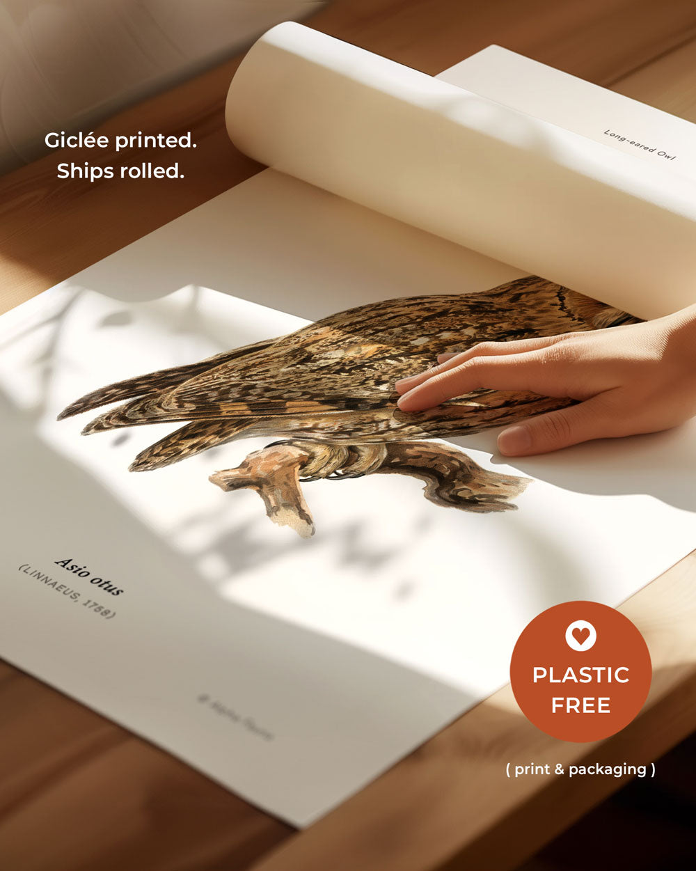 Long-Eared Owl Art Print