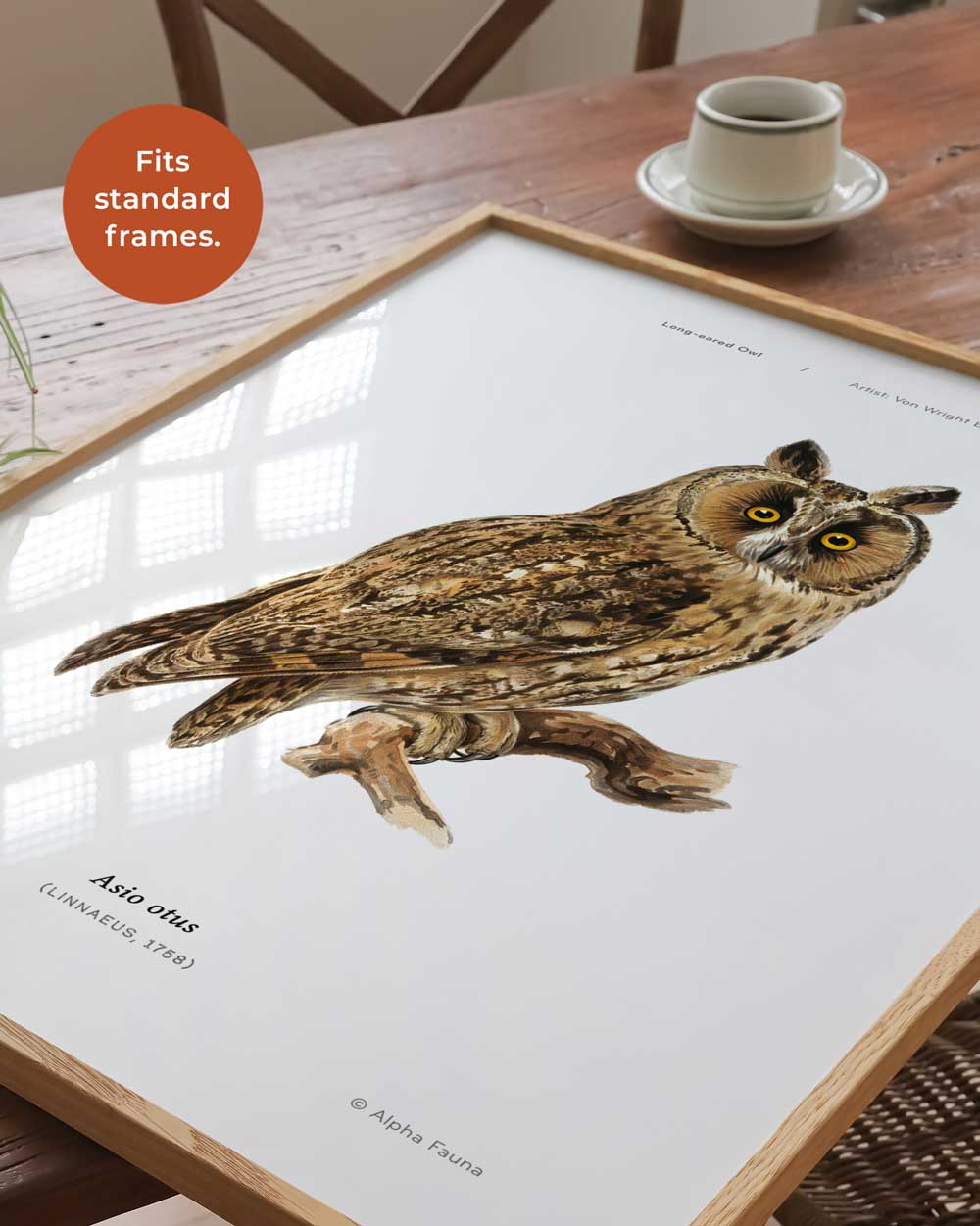 Long-Eared Owl Art Print
