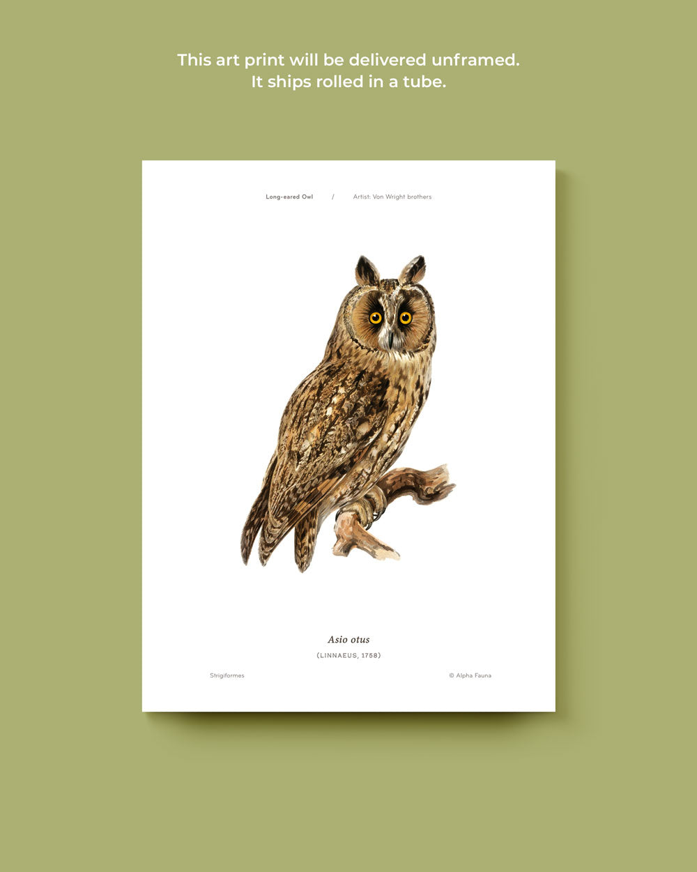 Long-Eared Owl Art Print