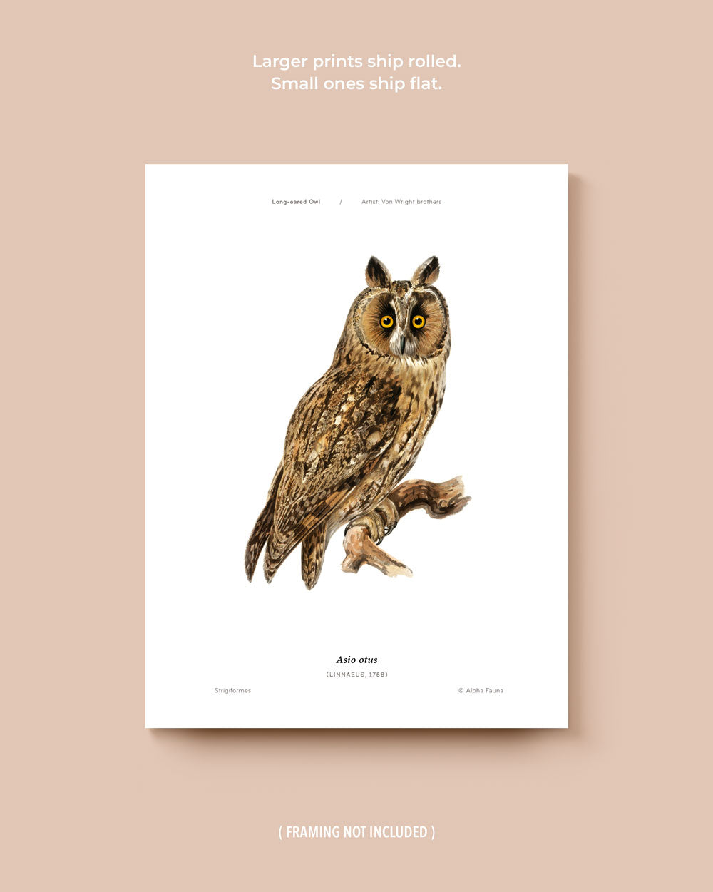Owls Of The North Set