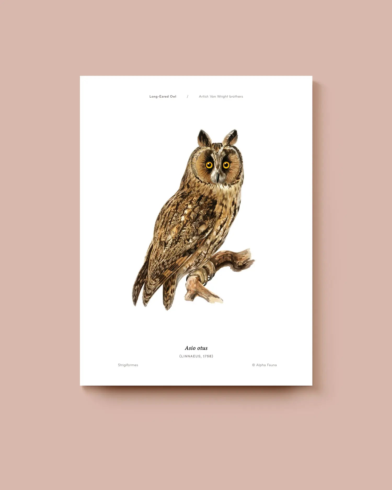 Art print of a long-eared owl on a white background. * Unframed print