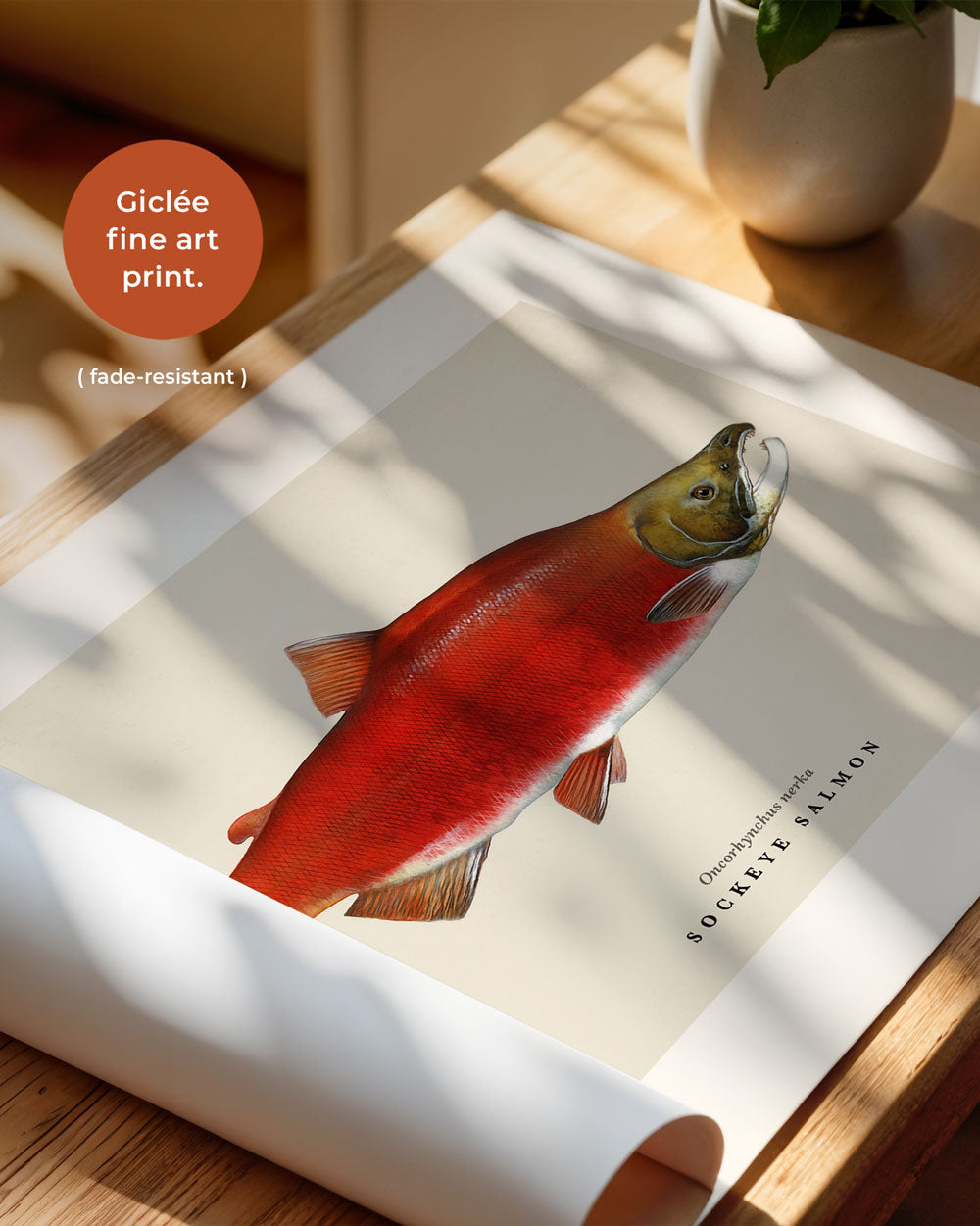 Sockeye Salmon Art Print