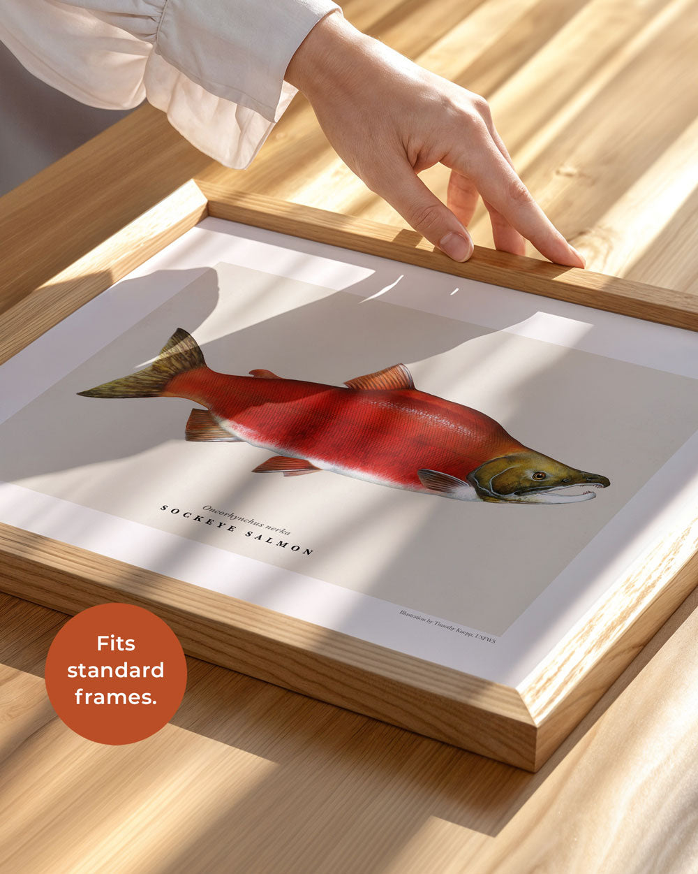 Sockeye Salmon Art Print