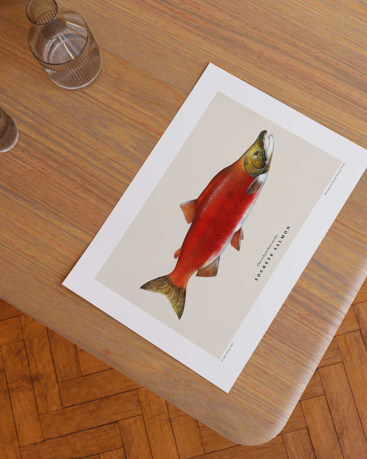 Sockeye Salmon Art Print - Fish Art - Alpha Fauna