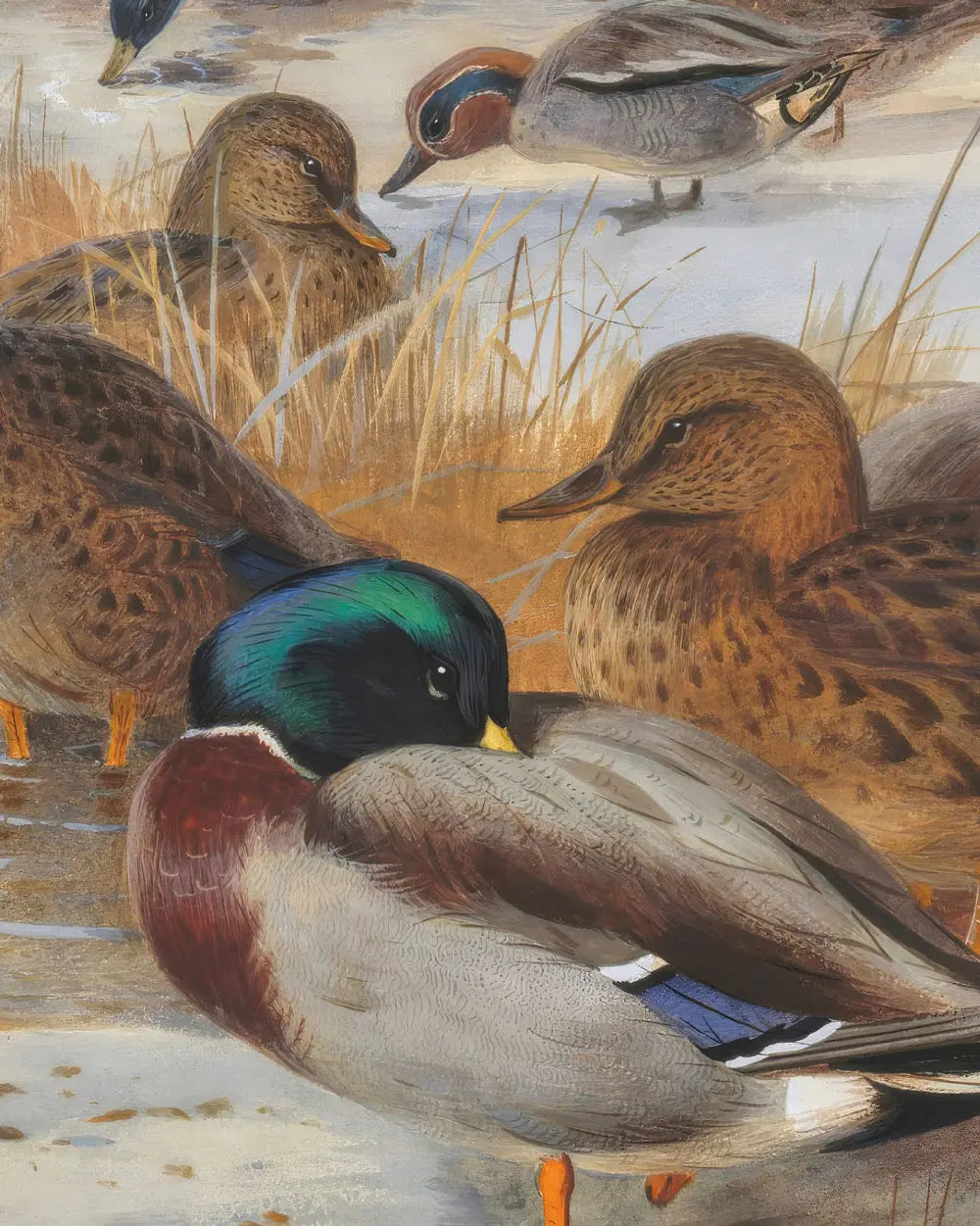 Mallard and Teal on a Marsh – Master Exhibit Edition