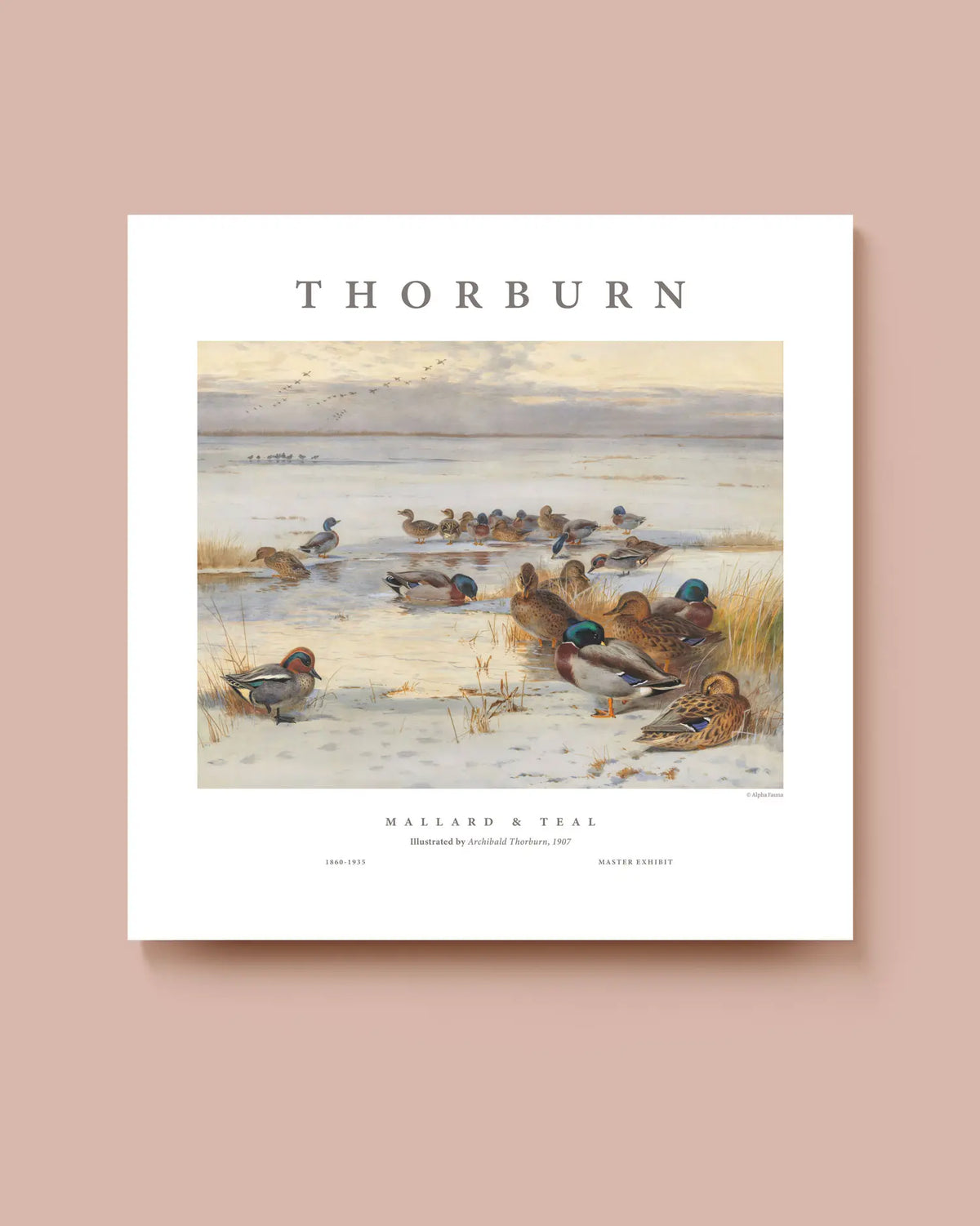 An art print or poster on a soft blush background, featuring a vintage-style duck illustration with the title 'THORBURN' at the top and 'MALLARD & TEAL' at the bottom. The artwork shows ducks in shallow water near reeds under a pale sky. * Unframed print