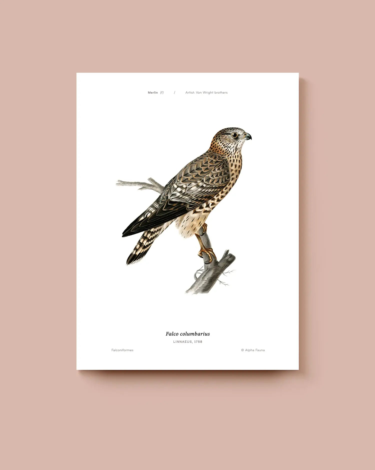 Framed illustration of a merlin falcon on a white background. * Unframed print