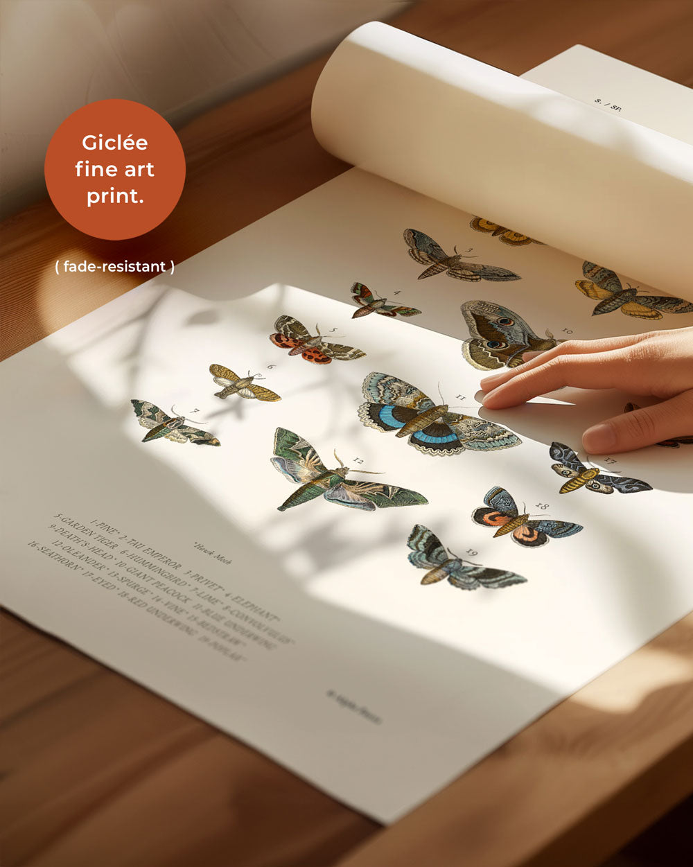 Moths Art Print