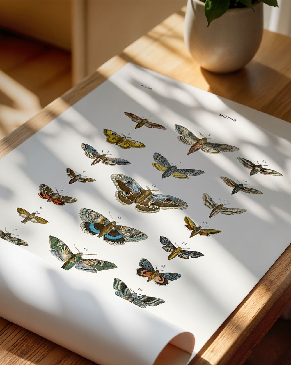 Moths Art Print