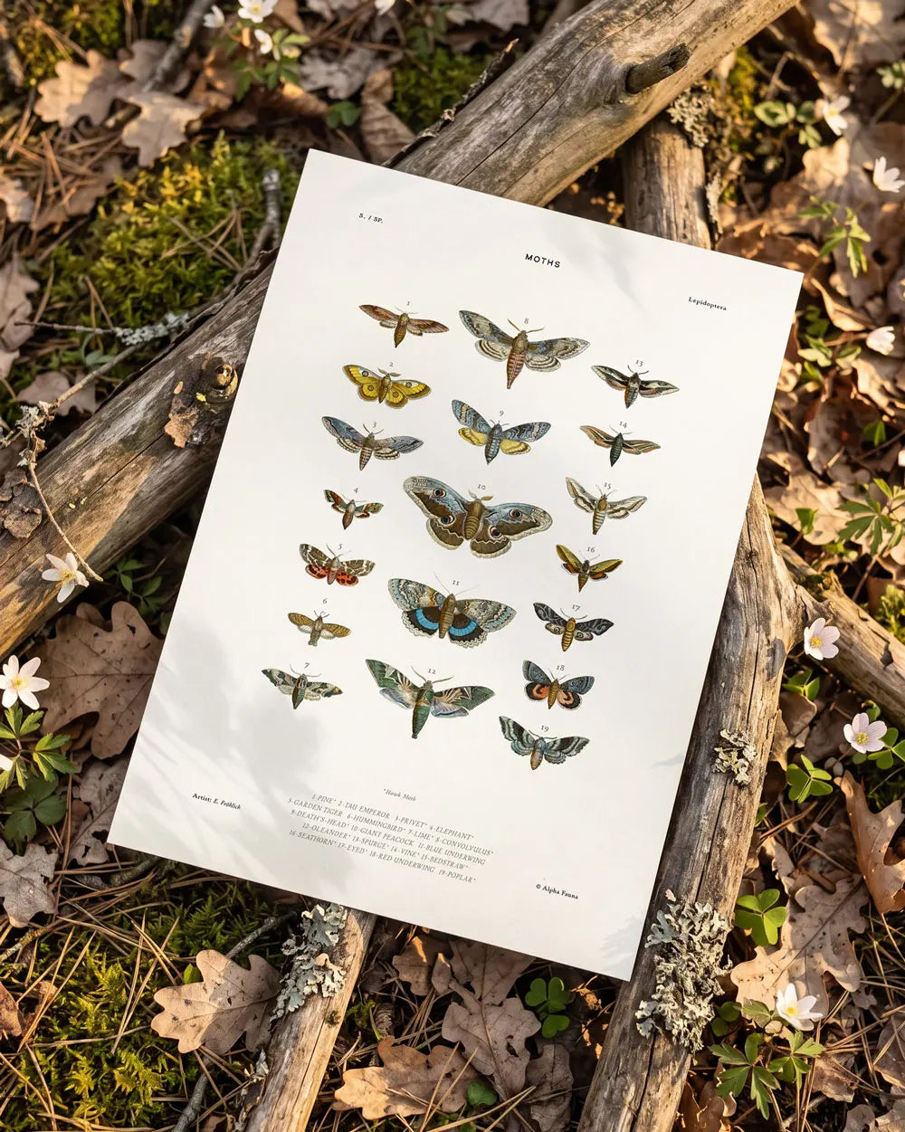 Moths Art Print