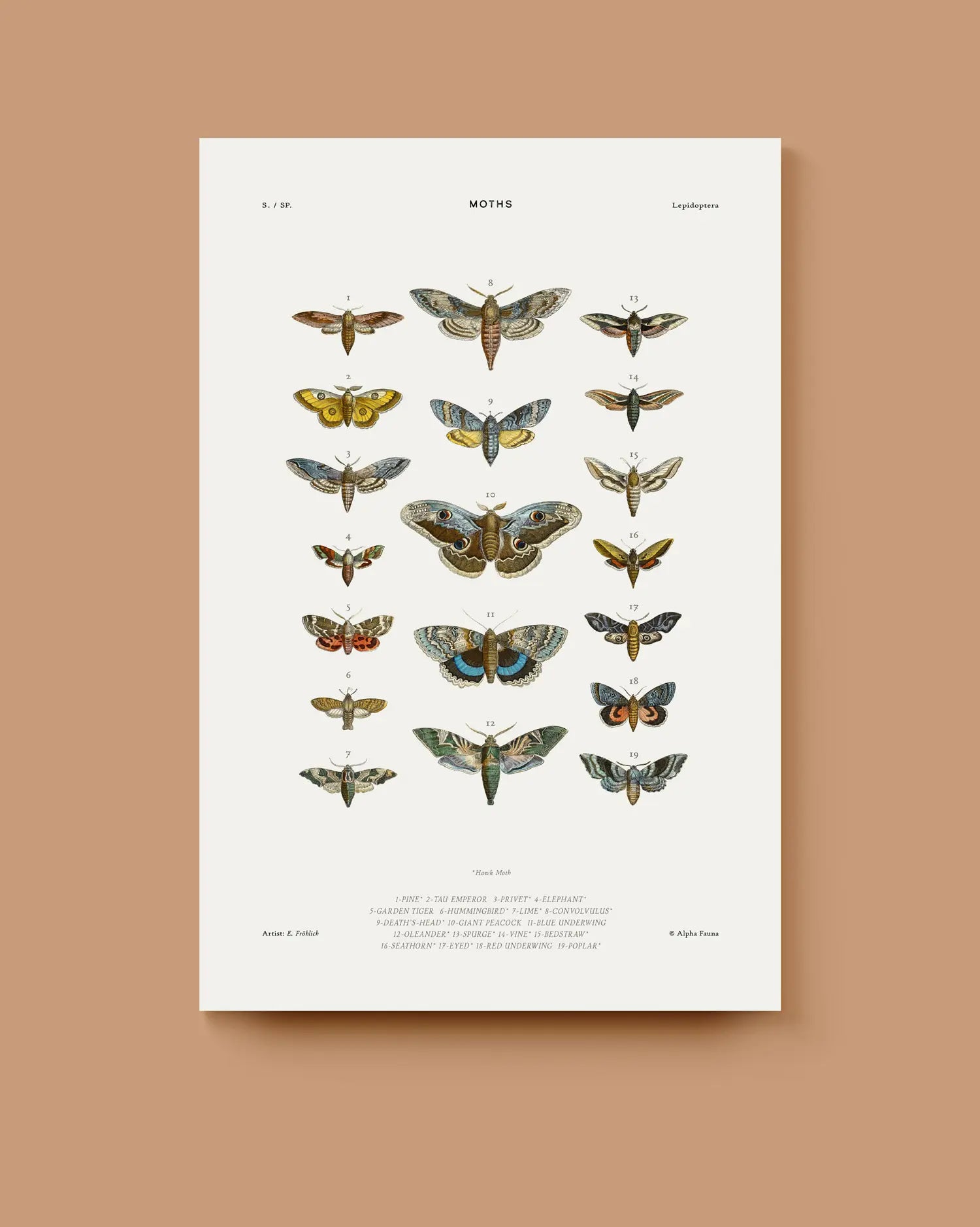 Poster of moths on a beige background. * Unframed print