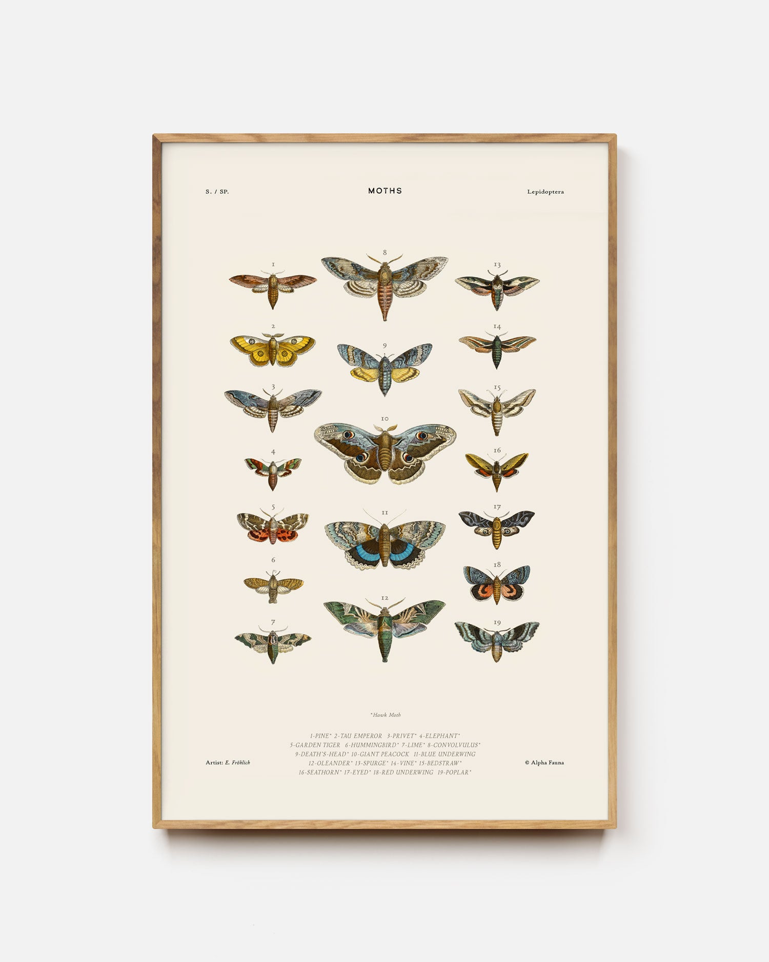 Moths Art Print