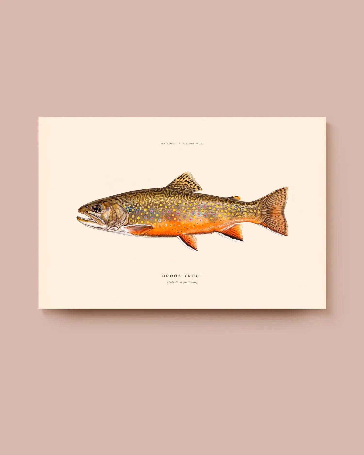 Illustration of a brook trout on a beige background. * Unframed print
